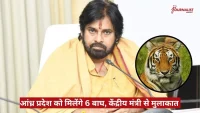 Indian man in a yellow kurta at a press briefing, with a circular inset image of a tiger and a red Hindi news banner at the bottom.