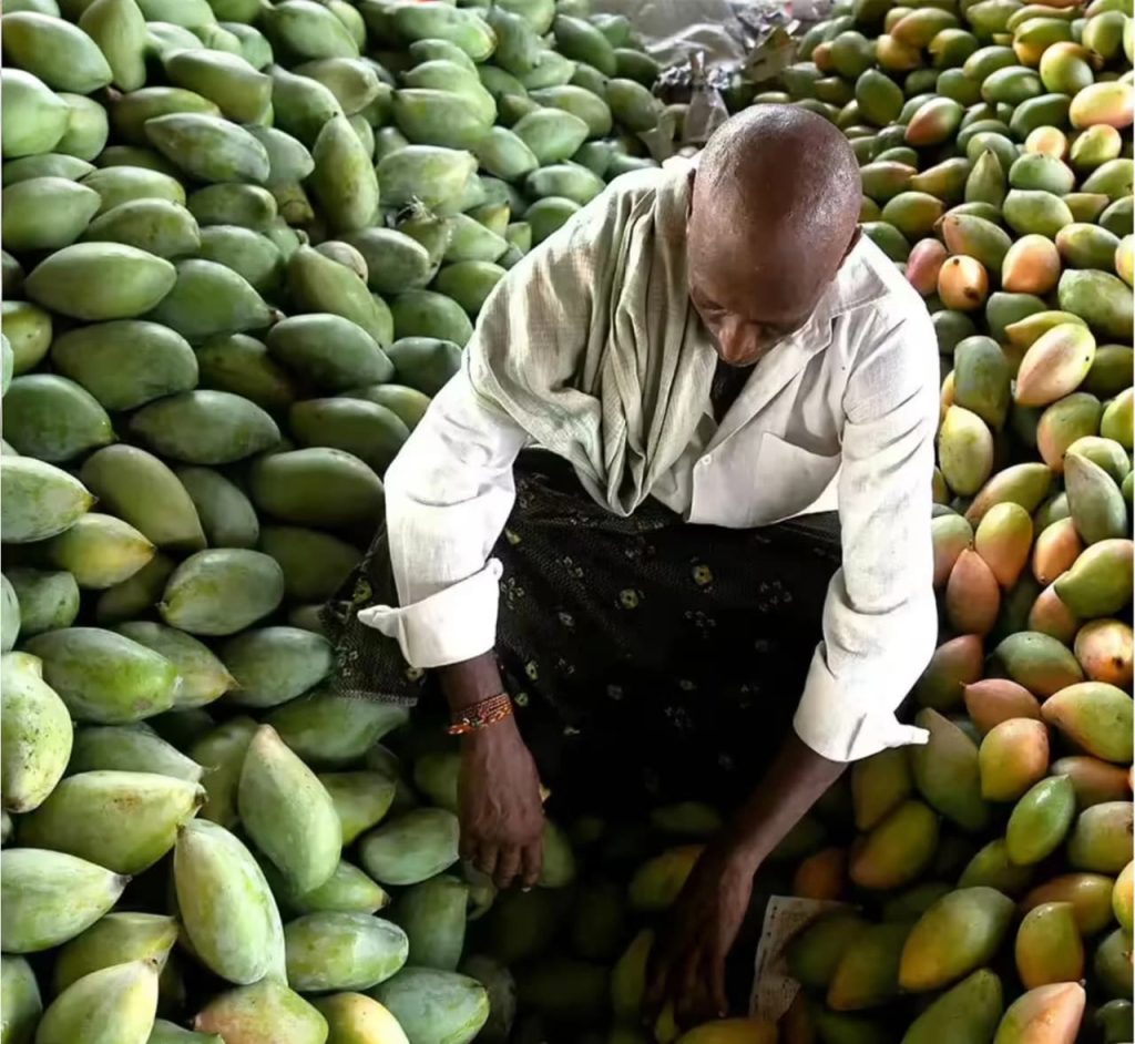 WhatsApp Image 2026-06-01 at 112721 PM - The Journalist News Worker sorting mangoes among large piles at a market.
