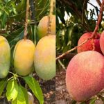 Mangoes hanging from a tree, showing unripe green-yellow fruit on the left and ripe pink-red fruit on the right (split image).
