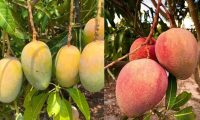 Mangoes hanging from a tree, showing unripe green-yellow fruit on the left and ripe pink-red fruit on the right (split image).