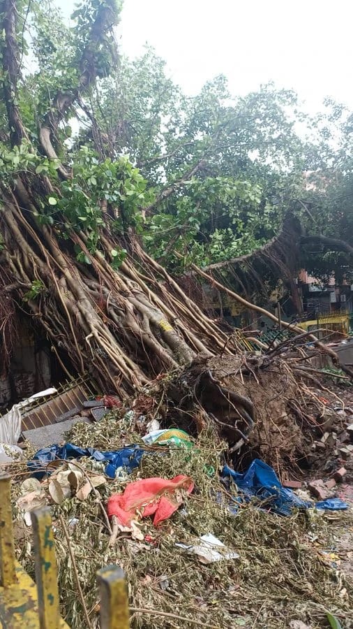 Fallen large tree with exposed roots and debris scattered on a street, causing a mess and damage to surrounding area.
