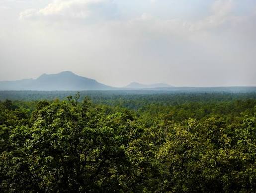 images 35 - The Journalist News A dense green forest stretches to the horizon with distant hazy mountains and a pale sky in the background.
