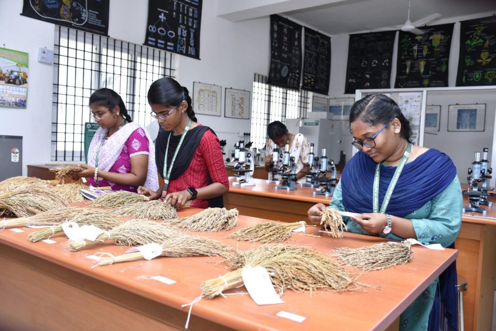 Female students in a science lab examine bundles of dried rice stalks arranged on a long table, with microscopes and charts on the walls behind them.